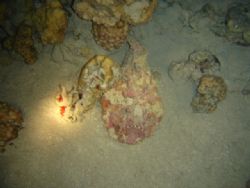 i took this photo at night dive with sony-syber-shot.nov-... by Abdel Wahab Al Ma`aita 